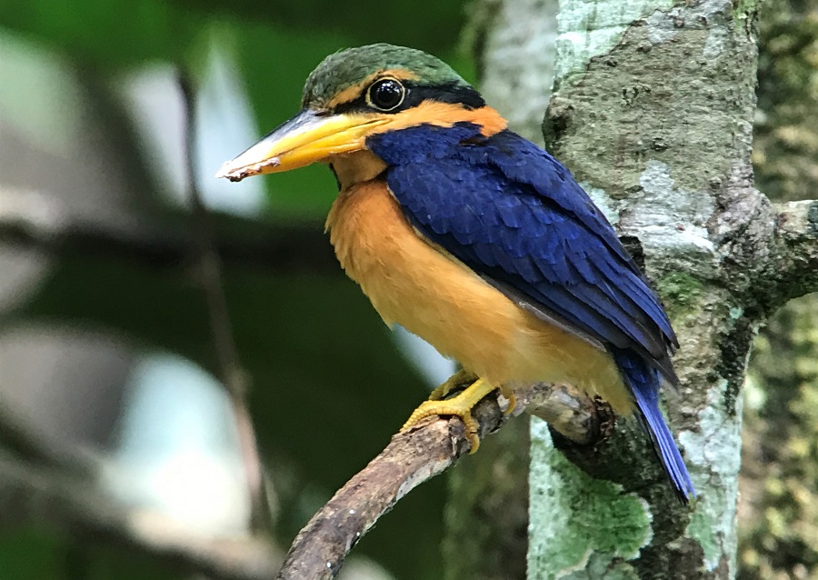 Rufous-collared Kingfisher. Photo © Gina Nichol