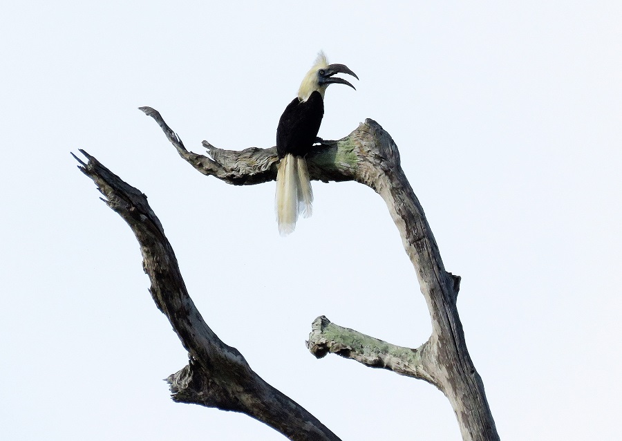 White-crowned Hornbill. Photo by Gina Nichol