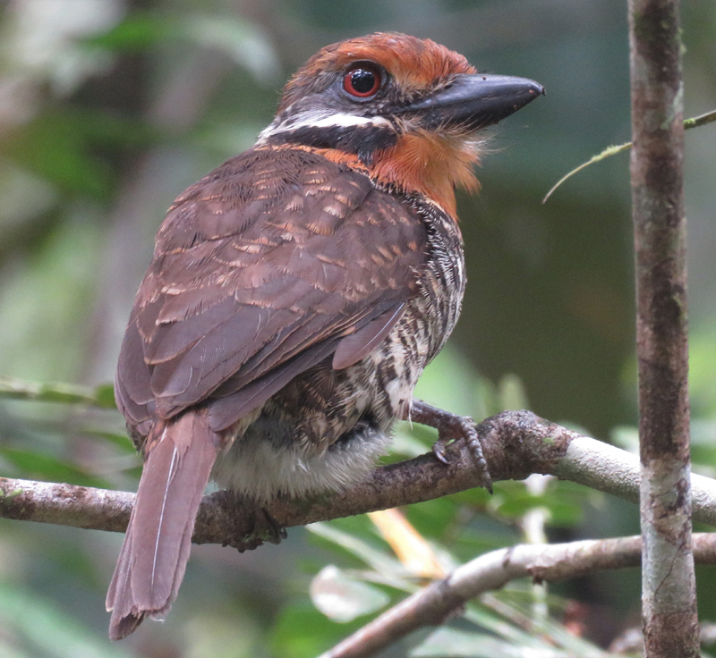 Spotted Puffbird. Photo © Gina Nichol.