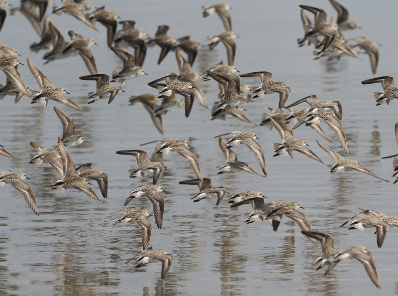 Semipalmated Sandpipers. Photo © Steve Bird. 