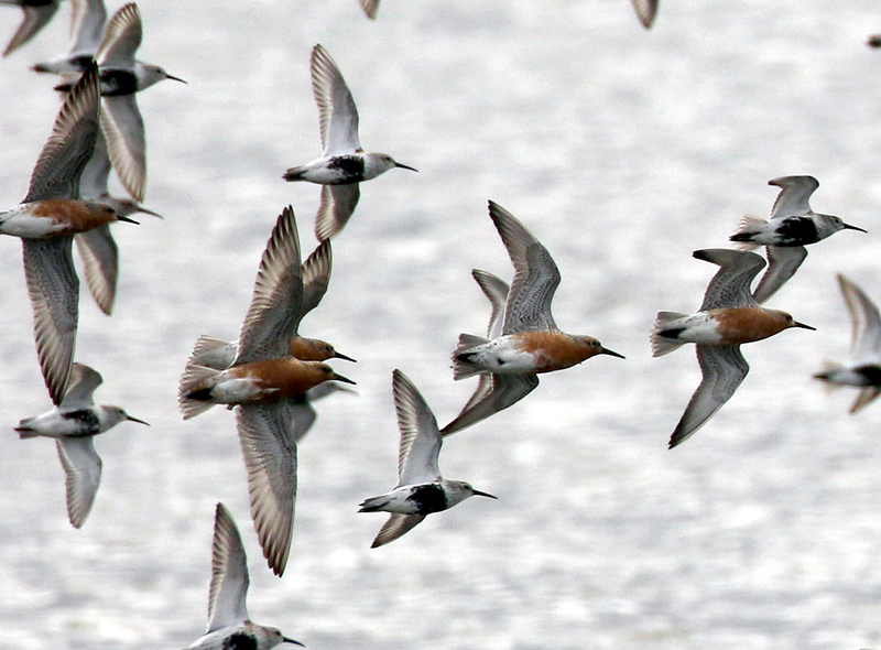 Red Knots & Dunlin. Photo © Steve Bird. 