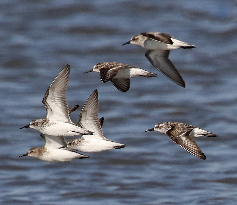 Semipalmated Sandpipers. Photo © Steve Bird.