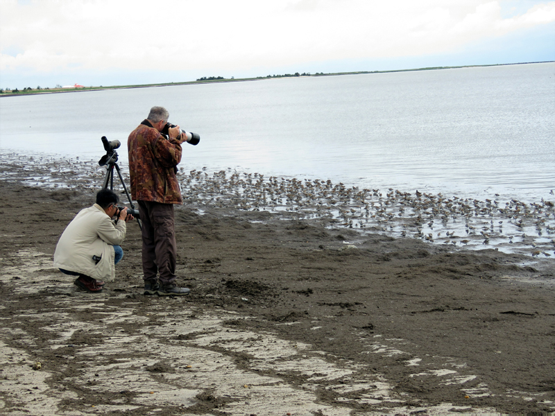 Shorebird Photography. Photo © Gina Nichol.