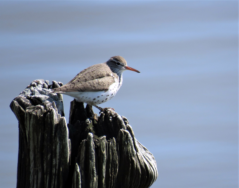 Spotted Sandpiper