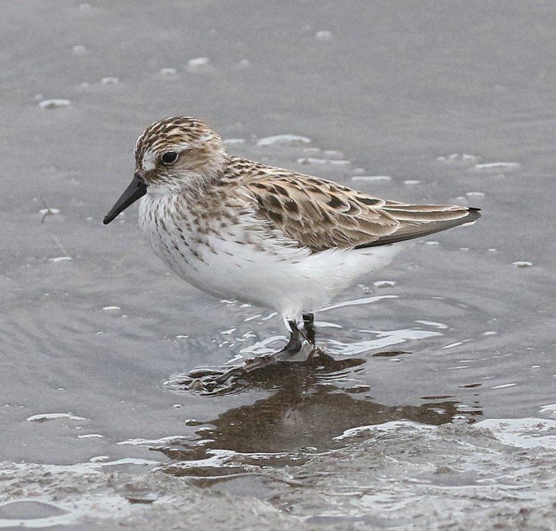 Semipalmated Sandpiper by Steve Bird. 