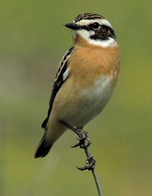 Whinchat. Photo © Gina Nichol. 