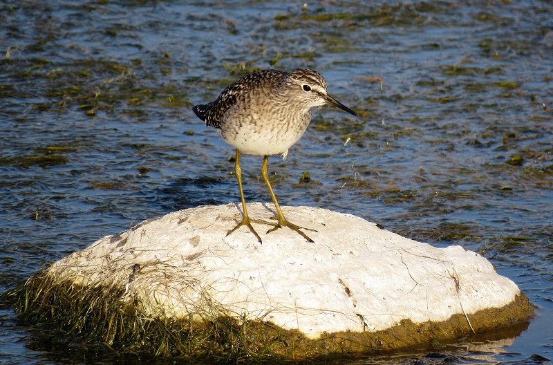 Wood Sandpiper. Photo © Gina Nichol.