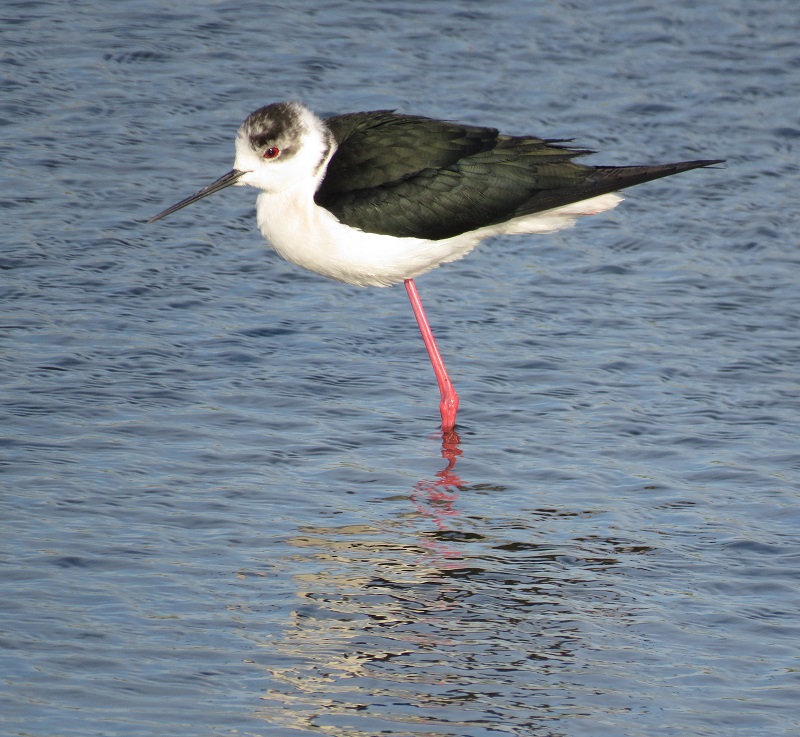 Black-winged Stilt. Photo © Gina Nichol. 