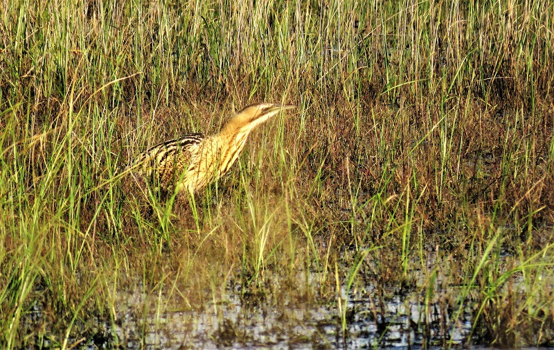 Great Bittern in the Skala Kalloni pool. Photo © Gina Nichol.