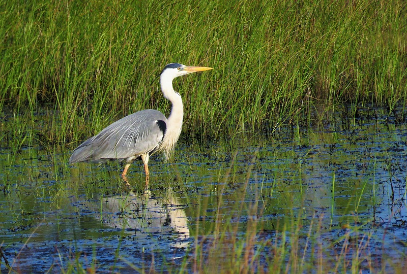 Grey Heron in the Skala Kalloni Pool. Photo © Gina Nichol.