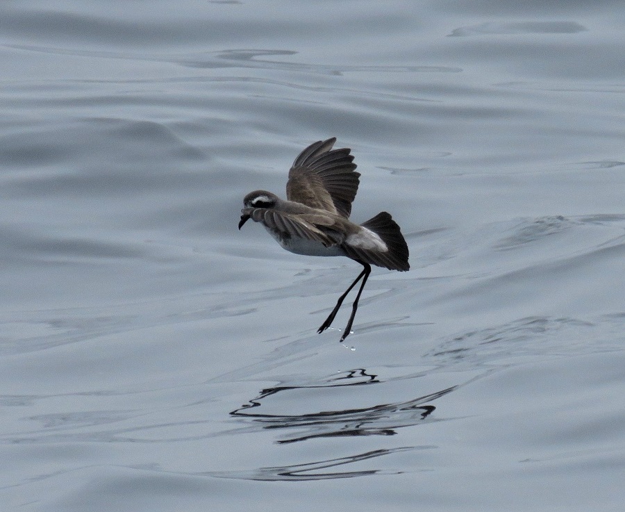 White-faced Storm Petrel. Photo © Gina Nichol. 