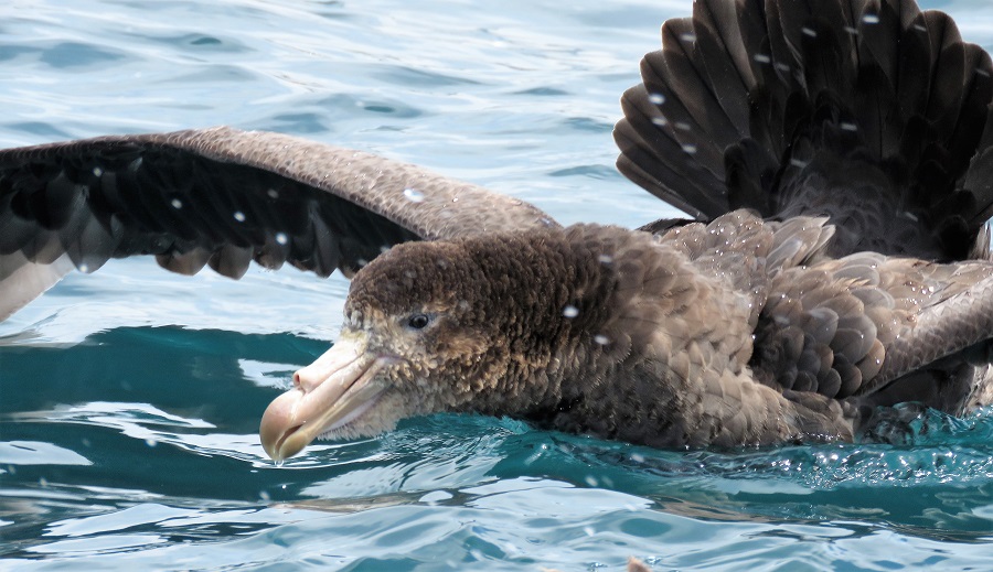 Northern Giant Petrel, Kaikoura © Gina Nichol.