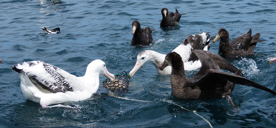 Kaikoura Pelagic. Photo © Gina Nichol. 