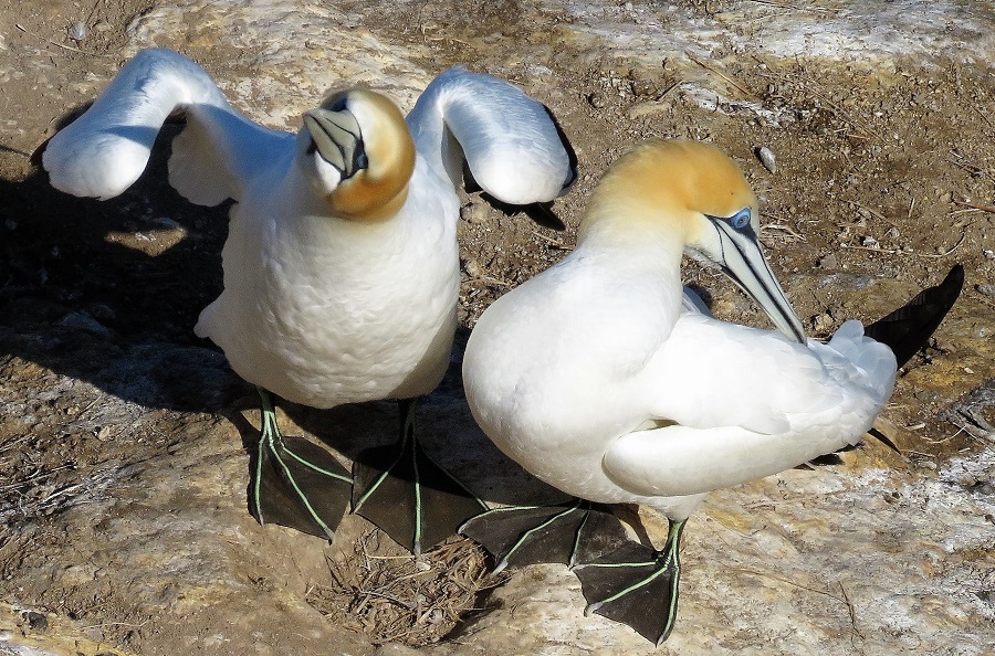 Australasian Gannets at Muriwai. Photo © Gina Nichol. 