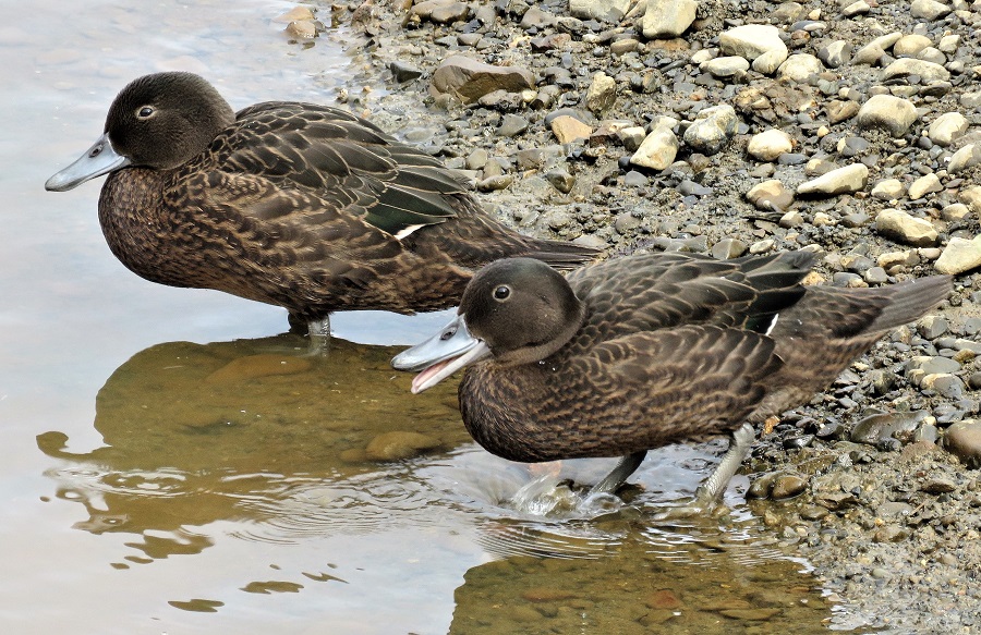 Brown Teal. Photo © Gina Nichol.