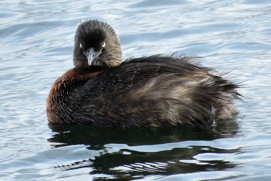 New Zealand Dabchick (Grebe). Photo © Gina Nichol.