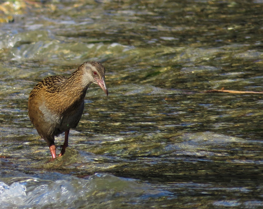 Weka. Photo by Gina Nichol. 