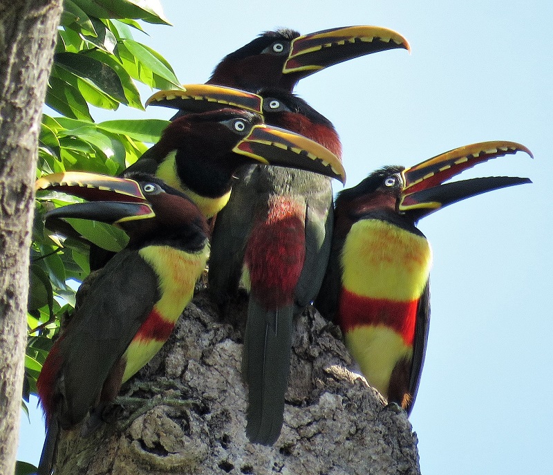 Chestnut-eared Aracari. Photo © Gina Nichol. 