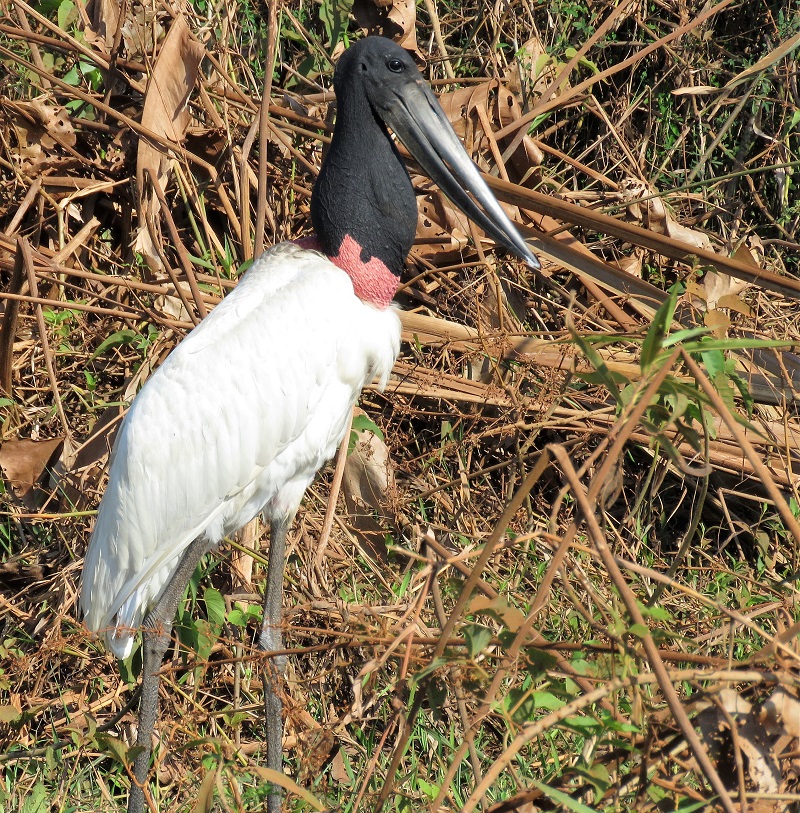 Jabiru. Photo © Gina Nichol.