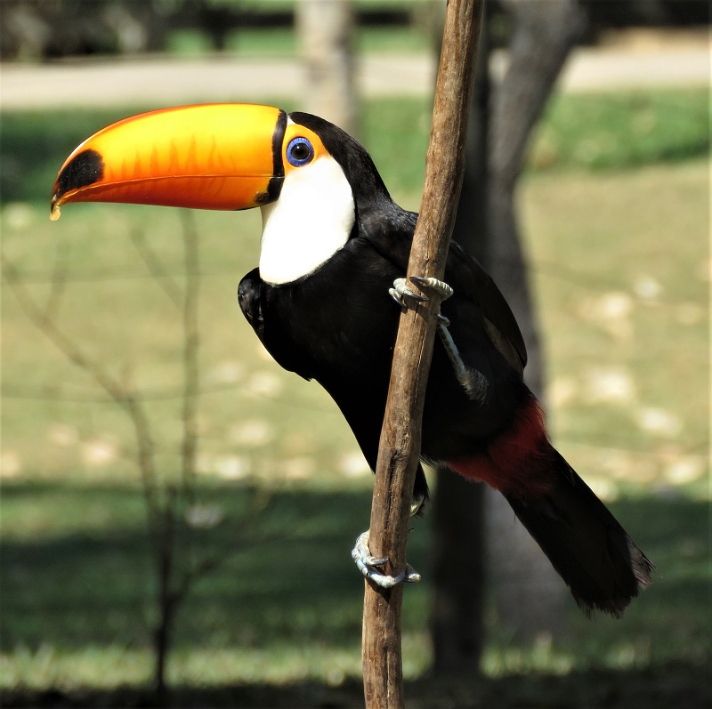 Toco Toucan. Photo © Gina Nichol.