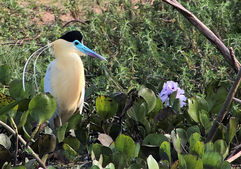 Capped Heron. Photo © Gina Nichol.