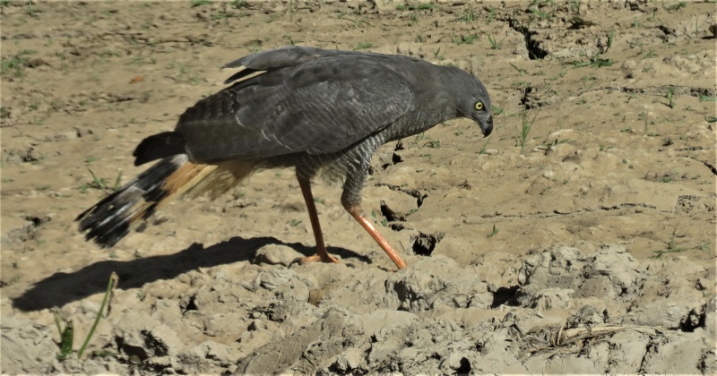 Crane Hawk. Photo © Gina Nichol.