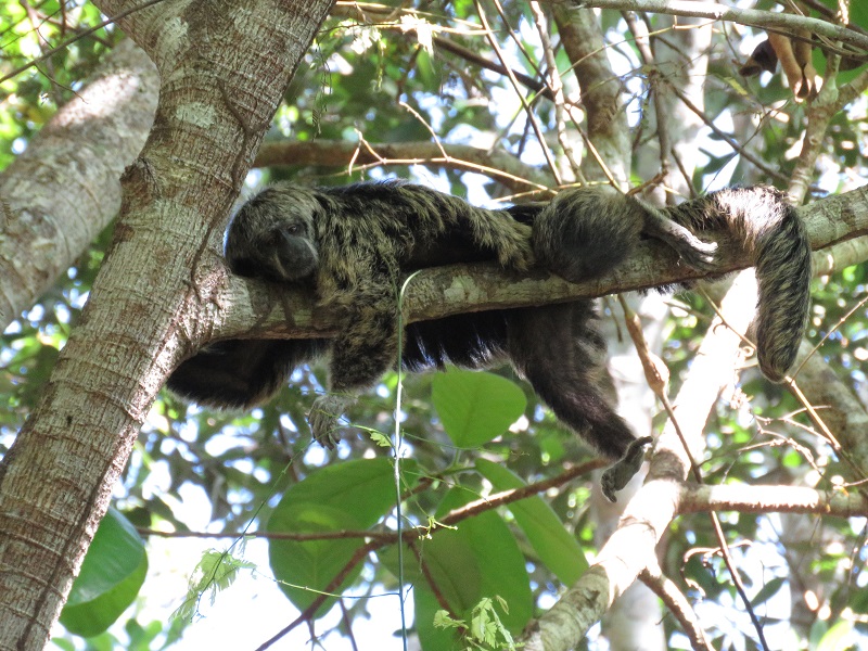 Gray's Saki Monkey. Photo © Gina Nichol.