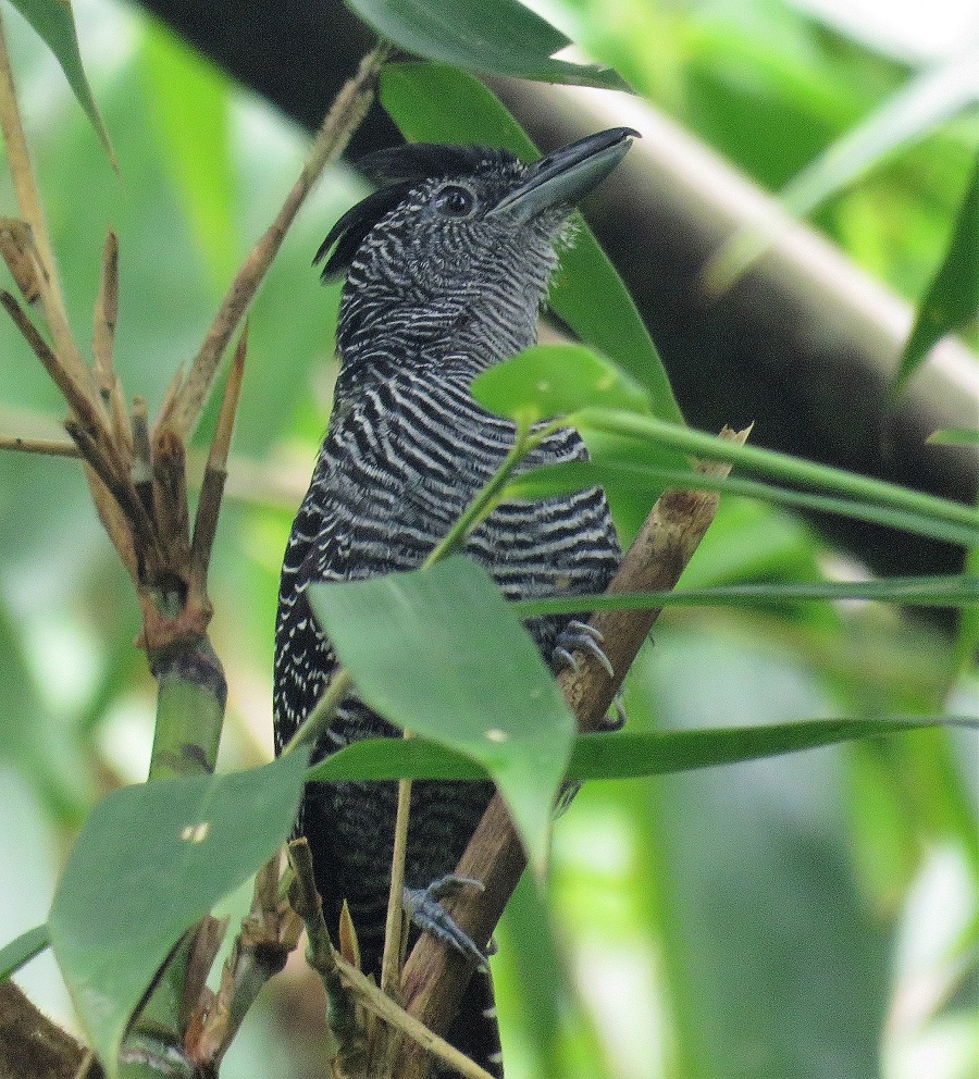 Bamboo Antshrike. Photo © Gina Nichol.