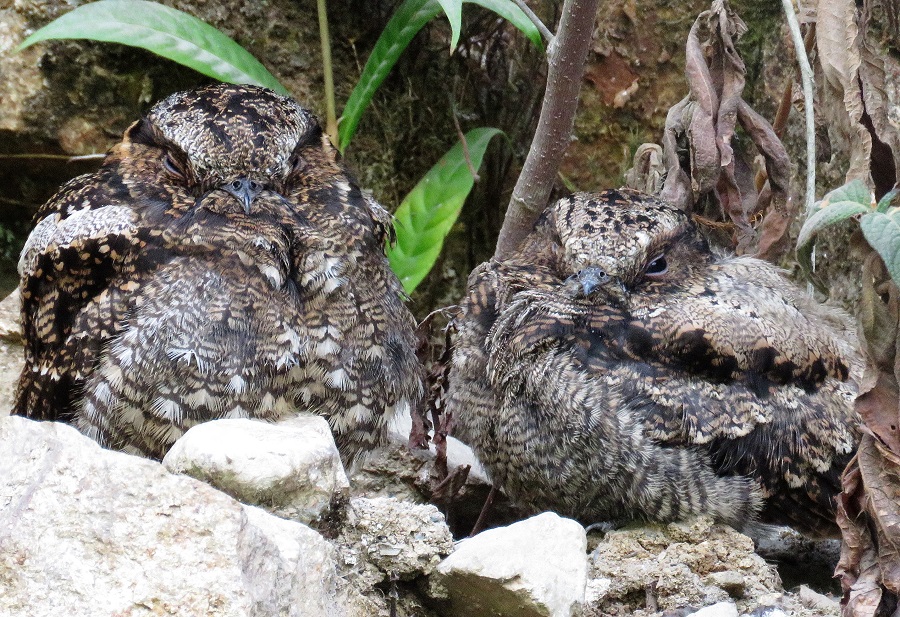 Lyre-tailed Nightjars. Photo © Gina Nichol. 