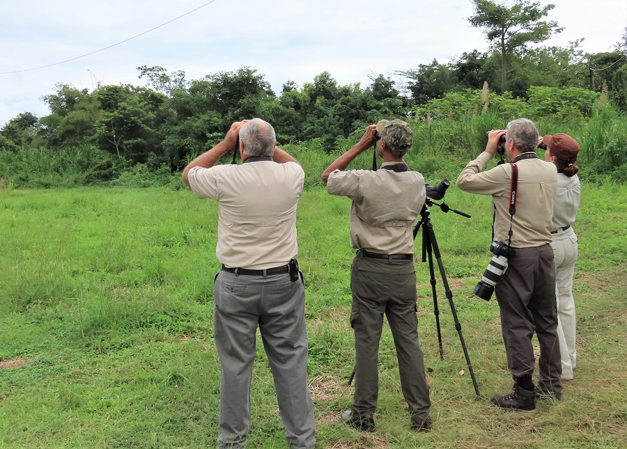 Birding in Punta Gorda