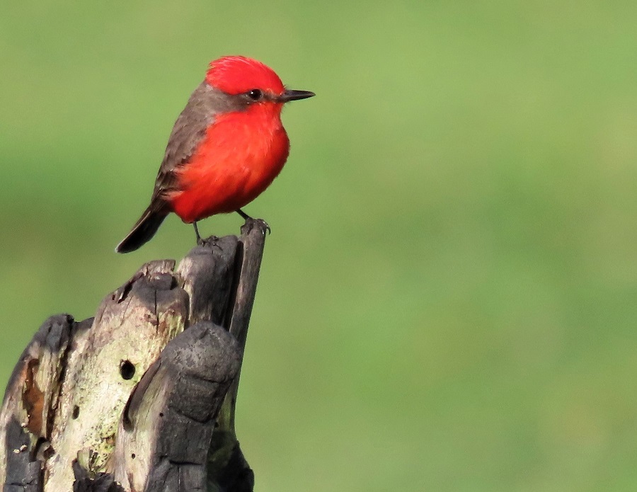 Vermilion Flycatcher by Gina Nichol