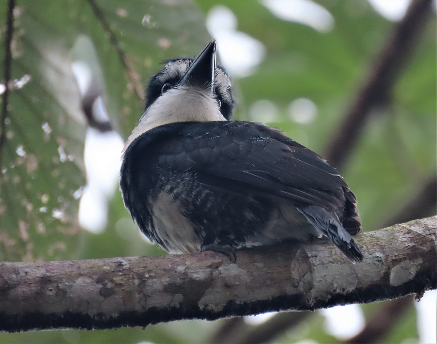 White-collared Puffbird by Gina Nichol