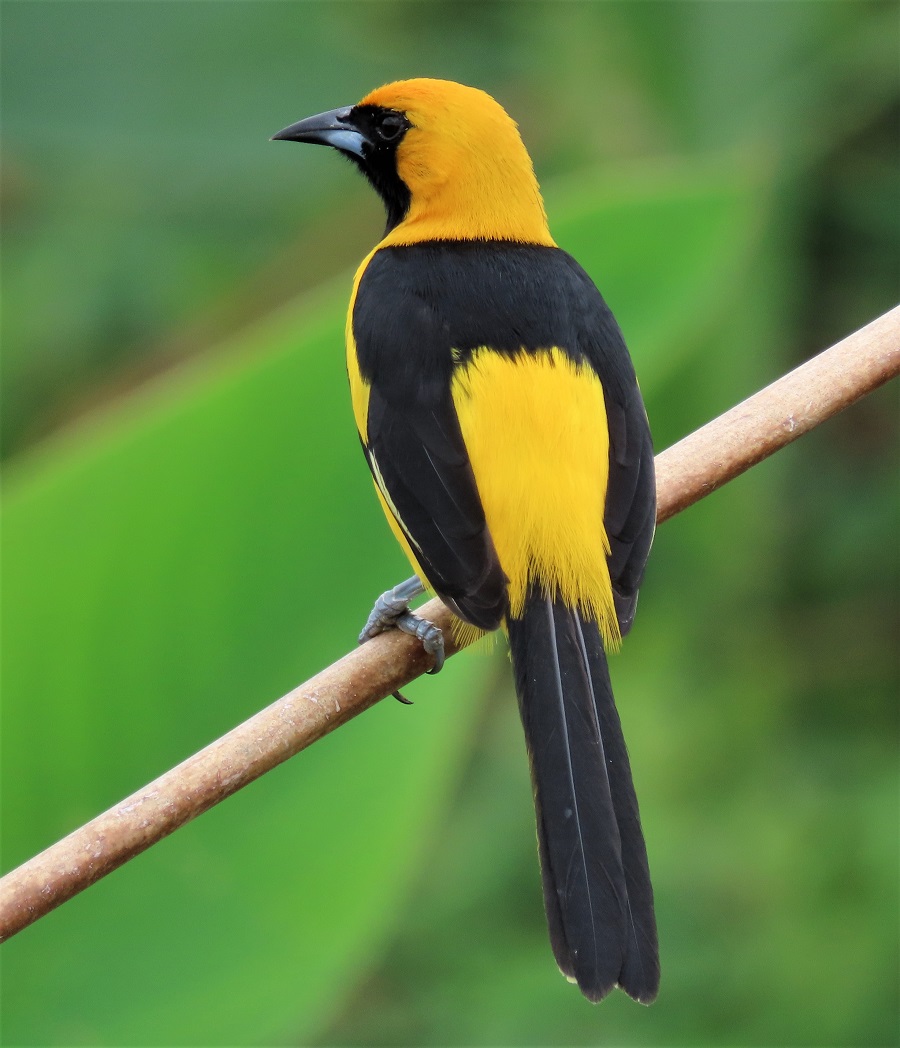 Yellow-tailed Oriole by Gina Nichol