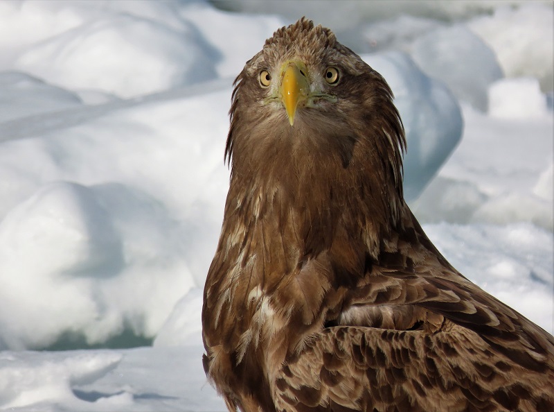 White-tailed Eagle. Photo © Gina Nichol.