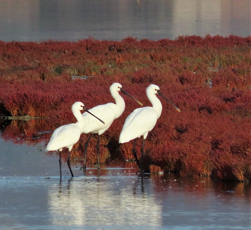 Eurasian Spoonbills. Photo © Gina Nichol.