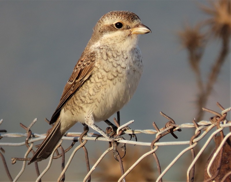 Red-backed Shrike (juvenile). Photo © Gina Nichol. 