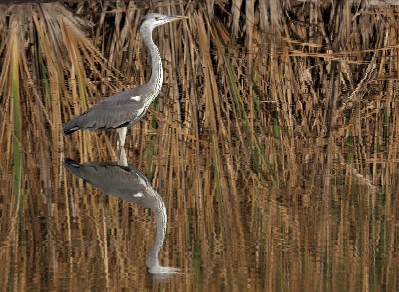 Grey Heron. Photo © Gina Nichol.