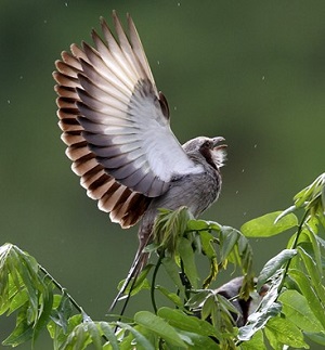 Streamer-tailed Tyrant (SB)