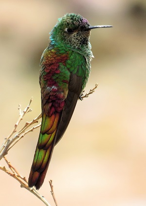 Red-tailed Comet (GN) 