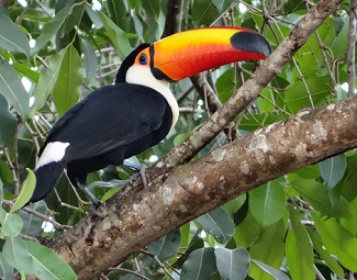 Toco Toucan (GN)