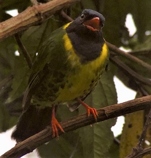 Band-tailed Fruiteater (DC)