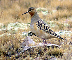 Tawny-throated Dotterel (SB)