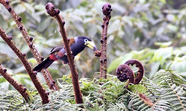 Hooded mountain Toucan