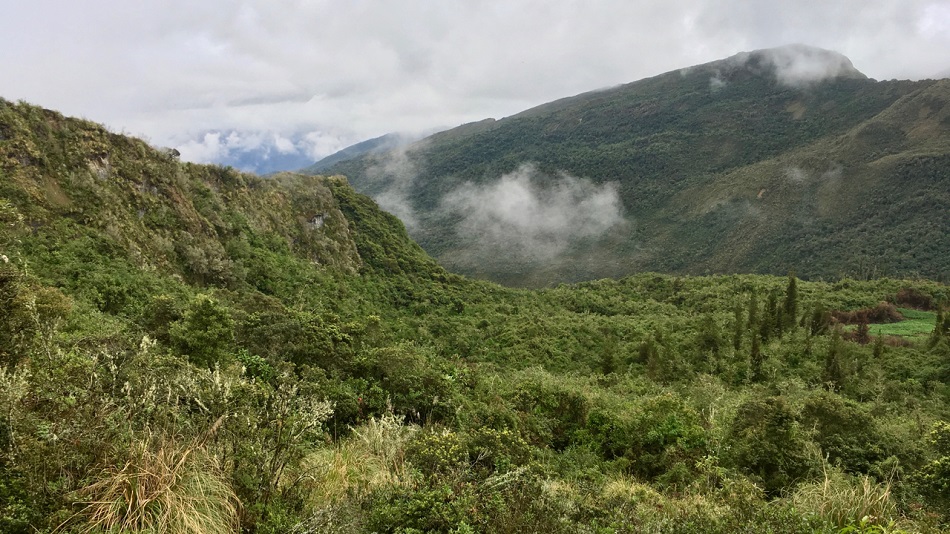 Yungas habitat