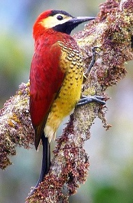 Crimson-mantled Woodpecker