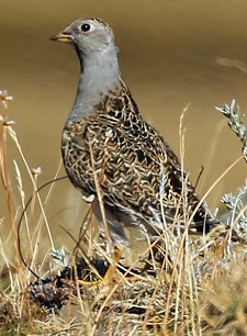 Grey-breasted Seedsnipe (SB)