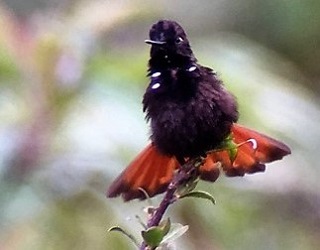 Black-hooded Sunbeam