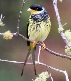 Palkachupa (Apolo) Cotinga