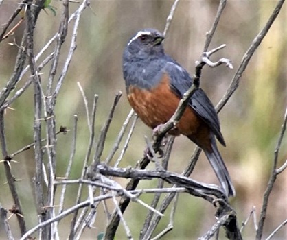 Rufous-bellied Mountain Tanager