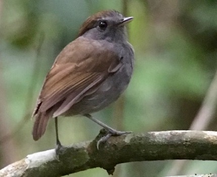 Slaty Gnateater